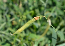 Load image into Gallery viewer, PERMA SWEET PEA