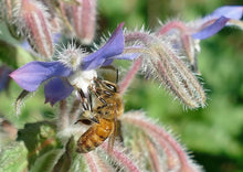 Load image into Gallery viewer, BRAVE BORAGE