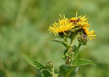 Load image into Gallery viewer, EASY ELECAMPANE