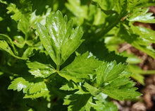 Load image into Gallery viewer, PERMA CELERY LEAF - White Queen