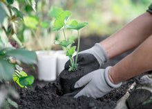 Load image into Gallery viewer, PERMA HOLLYHOCK - Red