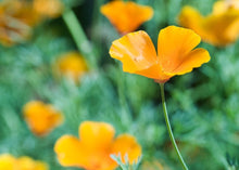 Load image into Gallery viewer, CALMING CALIFORNIA POPPY