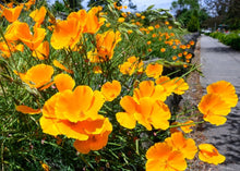 Load image into Gallery viewer, CALMING CALIFORNIA POPPY