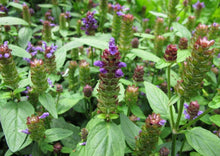 Load image into Gallery viewer, SENSATIONAL SELF-HEAL