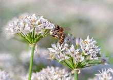 Load image into Gallery viewer, PERMA GARLIC - Garlic Chives