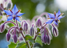 Load image into Gallery viewer, BRAVE BORAGE