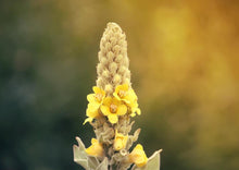 Load image into Gallery viewer, MARVELOUS MULLEIN