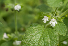 Load image into Gallery viewer, LOVELY LEMON BALM