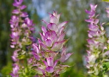 Load image into Gallery viewer, CAPTIVATING CLARY SAGE