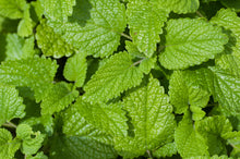 Load image into Gallery viewer, LOVELY LEMON BALM
