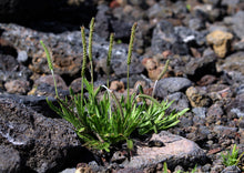 Load image into Gallery viewer, PERMA FRISÉE LETTUCE - Minutina