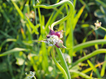 Load image into Gallery viewer, PERMA ONIONS - Walking Onions