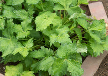Load image into Gallery viewer, PERMA PARSLEY - Mitsuba