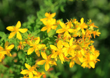 Load image into Gallery viewer, SOOTHING ST. JOHN'S WORT