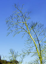 Load image into Gallery viewer, PERMA FENNEL - Carosella Perpetual
