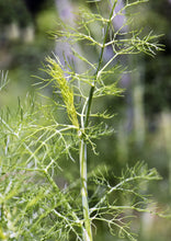 Load image into Gallery viewer, PERMA FENNEL - Carosella Perpetual