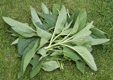 Load image into Gallery viewer, COMPETENT COMFREY - Bocking #14