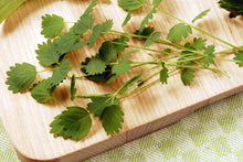 Load image into Gallery viewer, PERMA CUCUMBER LEAF - Salad Burnet