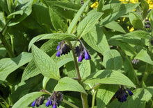 Load image into Gallery viewer, COMPETENT COMFREY - Bocking #14