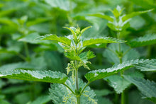 Load image into Gallery viewer, WONDERFULLY WILD STINGING NETTLE