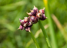 Load image into Gallery viewer, PERMA ONIONS - Walking Onions