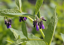 Load image into Gallery viewer, COMPETENT COMFREY - Bocking #14