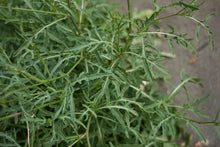 Load image into Gallery viewer, PERMA ARUGULA - Wild Rocket