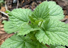 Load image into Gallery viewer, WONDERFULLY WILD STINGING NETTLE