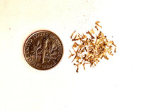 Load image into Gallery viewer, 'NO MORE SORROW' YARROW