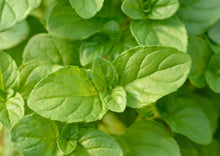 Load image into Gallery viewer, PERMA BASIL - Basil Mint
