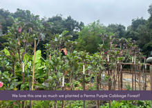 Load image into Gallery viewer, PERMA PURPLE CABBAGE - Purple Leaf Tree Collard
