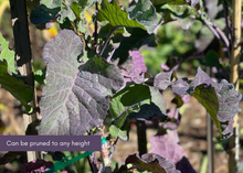 Load image into Gallery viewer, PERMA PURPLE CABBAGE - Purple Leaf Tree Collard
