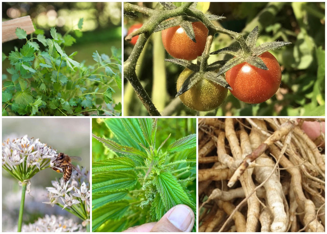 ZONE 5 PERMA STARTER PACK (VEGGIES)