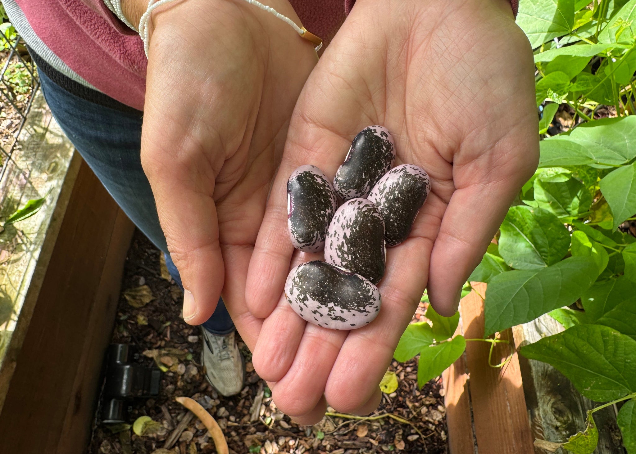 plant runner bean seeds PERMA BEANS