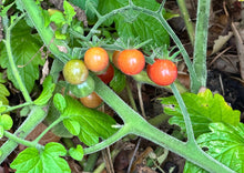 Load image into Gallery viewer, PERMA TOMATOES - Wild Everglades Tomato
