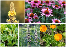 Load image into Gallery viewer, ZONE 4 PERMA STARTER PACK (HERBS)
