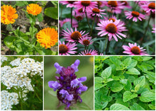 Load image into Gallery viewer, ZONE 6 PERMA STARTER PACK (HERBS)
