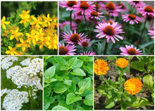Load image into Gallery viewer, ZONE 8 PERMA STARTER PACK (HERBS)
