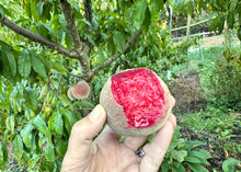 Load image into Gallery viewer, BADASS BLOOD PEACH
