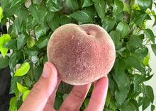 Load image into Gallery viewer, BADASS BLOOD PEACH
