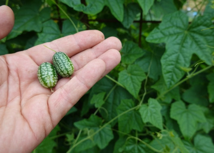 PERMA CUCUMBER
