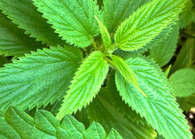 Load image into Gallery viewer, PERMA SPINACH - Less-Sting Nettles
