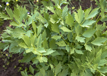 Load image into Gallery viewer, PERMA CELERY - Lovage
