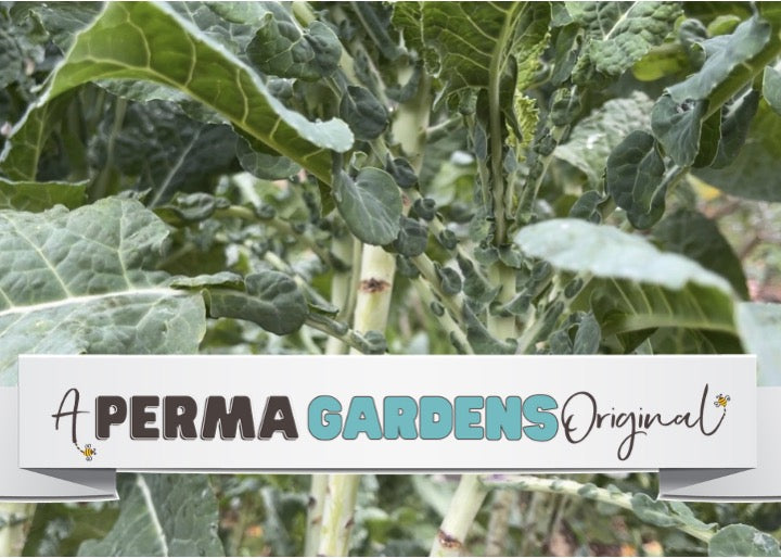 PERMA COLLARD - Crocodile Collard – Perma Gardens