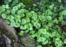 Load image into Gallery viewer, PERMA LETTUCE - Miner&#39;s Lettuce
