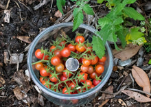 Load image into Gallery viewer, PERMA TOMATOES - Wild Everglades Tomato
