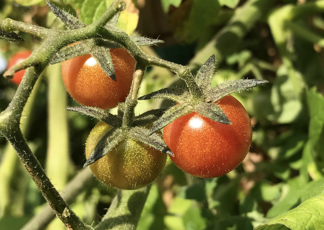 PERMA TOMATOES - Wild Everglades Tomato