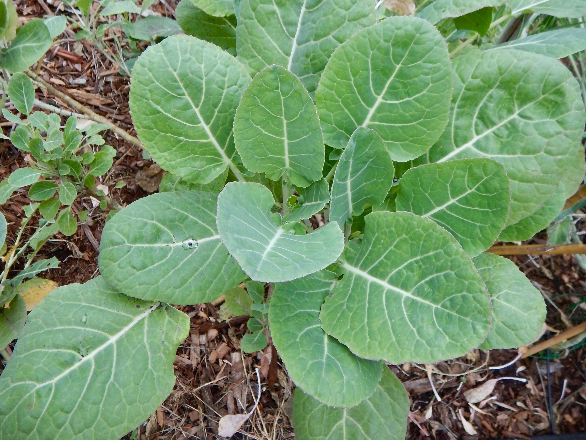 Collard Tree Roots
