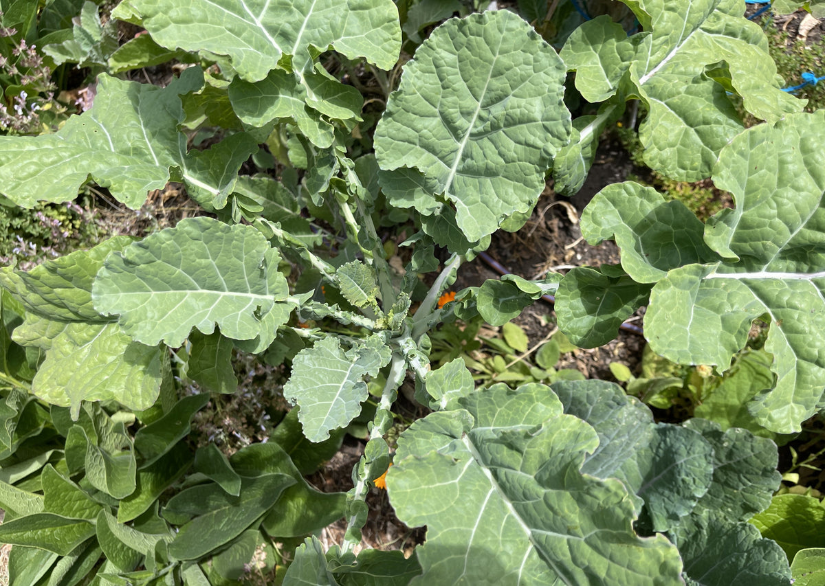 PERMA COLLARD - Constant Tree Collard – Perma Gardens