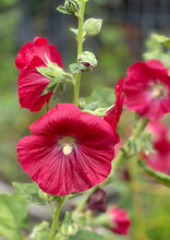 Load image into Gallery viewer, PERMA HOLLYHOCK - Red
